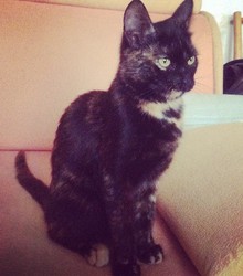 Загруженное фото животного