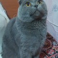 Аватара пользователя