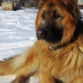 Аватара пользователя