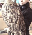 Аватара пользователя