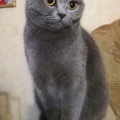 Аватара пользователя