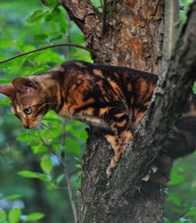 Загруженное фото животного