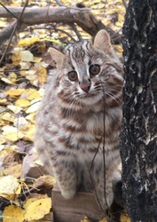 Загруженное фото животного