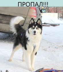 Загруженное фото животного