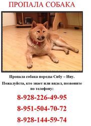 Загруженное фото животного