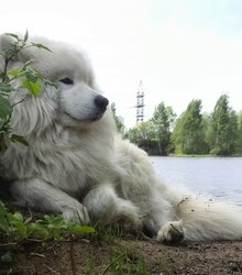 Загруженное фото животного