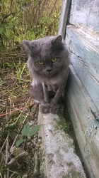 Загруженное фото животного