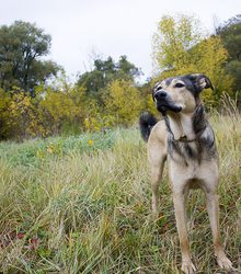 Загруженное фото животного