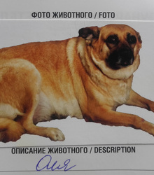 Загруженное фото животного