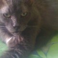 Аватара пользователя